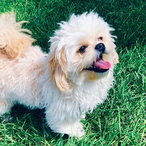 Meet your Posher, Alexia